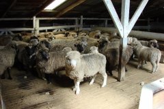 Port-Stephens-Shearing-Shed-800x600-1