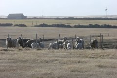 Sheep-3-800x600-1